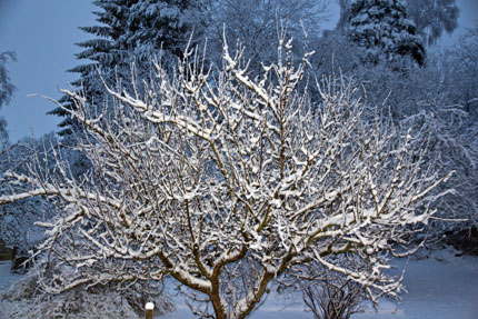Första liggande snö på Äppleträd